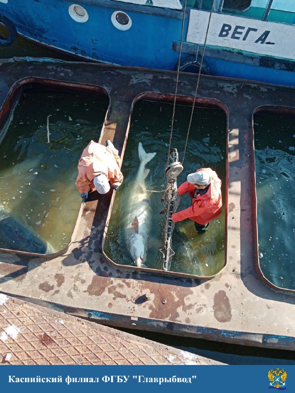 перемещение белуги