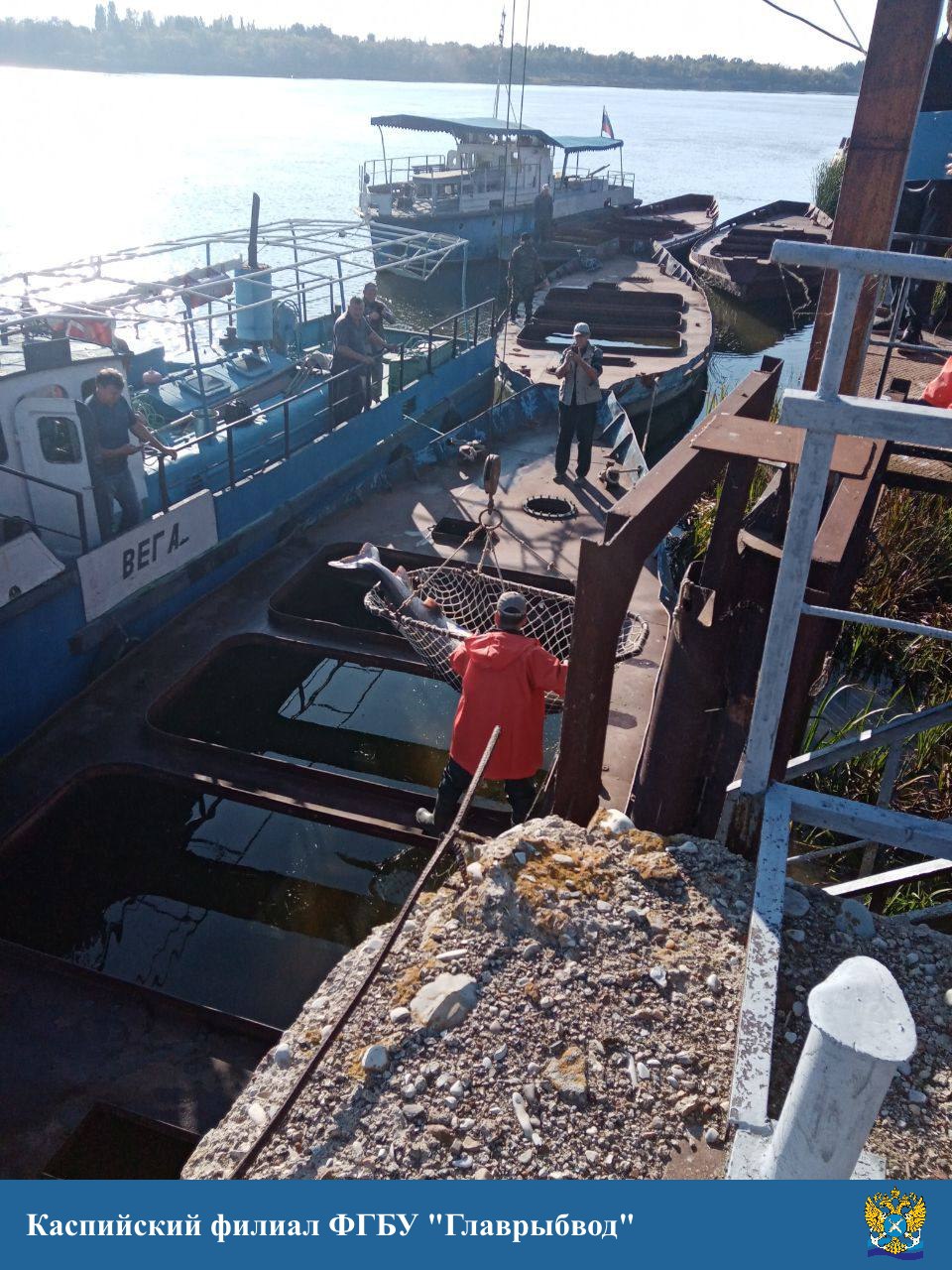 перемещение белуги