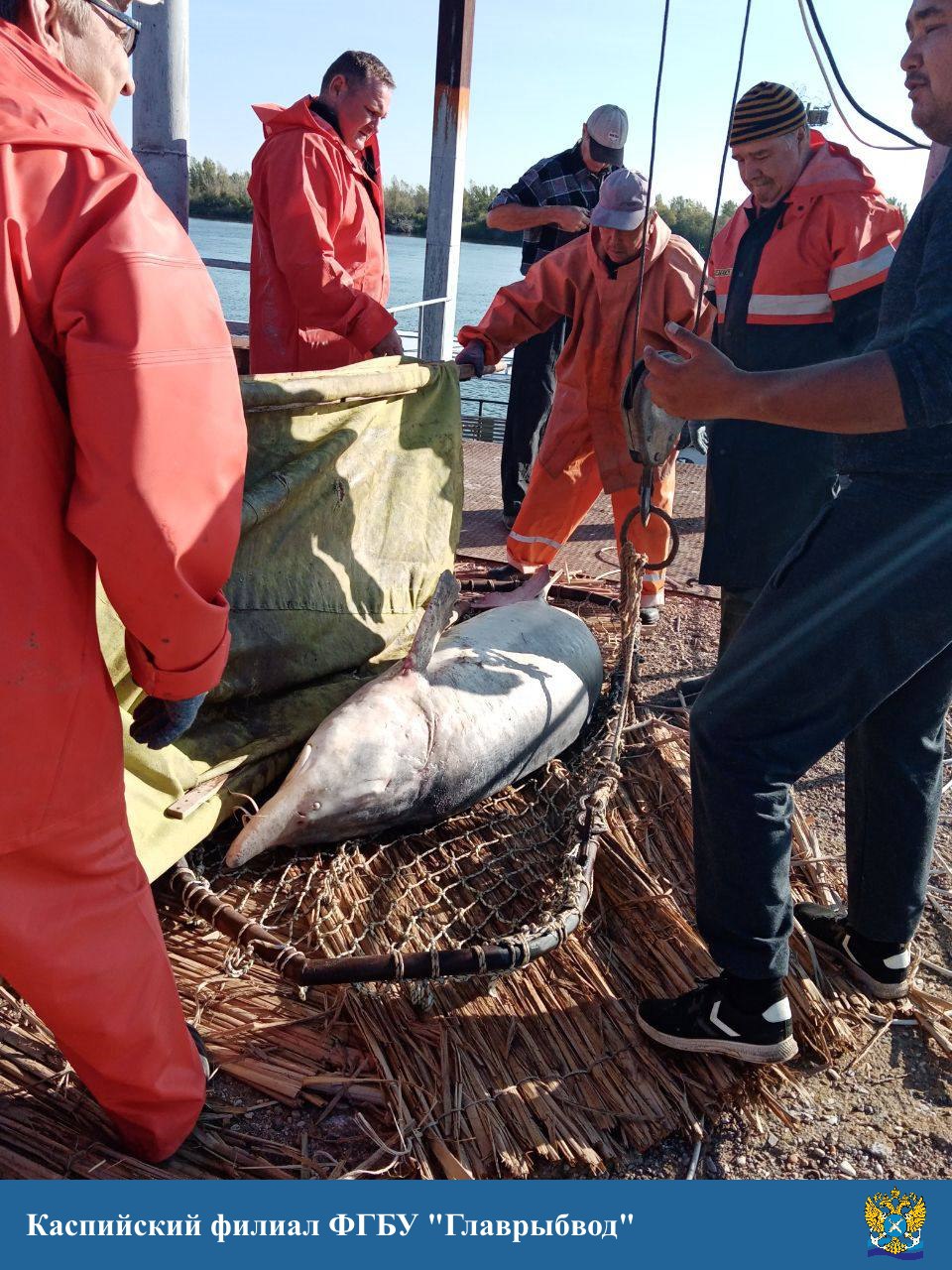 перемещение белуги