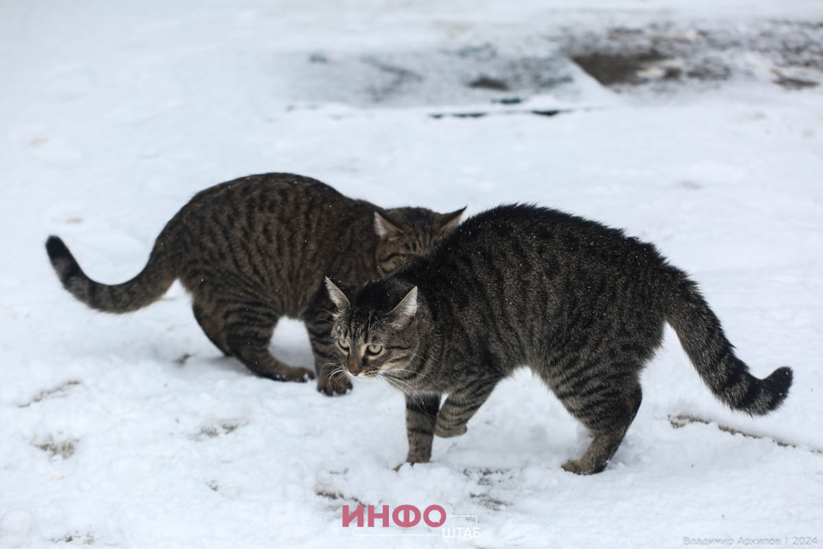 астраханские коты